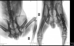 i jednoduchá fraktura stehenní kosti u 12 letého psa vyžaduje stabilní interní fixaci
