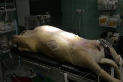 GDV 10 ti letého bullmastifa, příprava na operaci